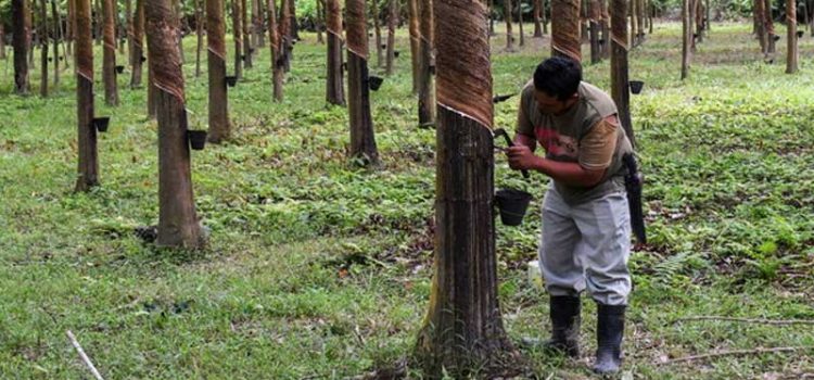 How FAMA Can Help Rubber Tappers In Difficult Times.